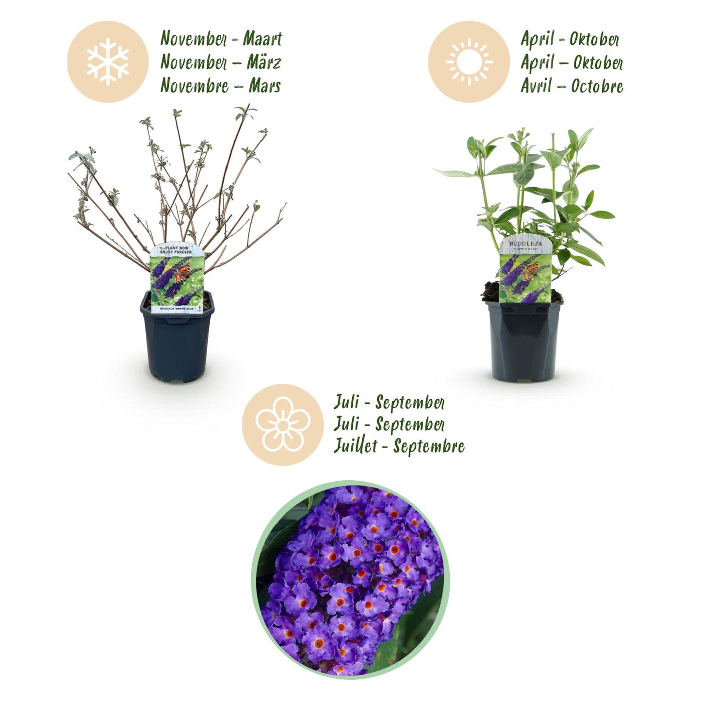 🦋 Buddleja davidii ‘Empire Blue’ – Blauwe Vlinderstruik | (3 stuks)