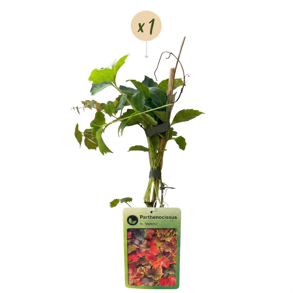 🍁 Parthenocissus tricuspidata ‘Veitchii Boskoop’ – Wilde wingerd – Klimplant
