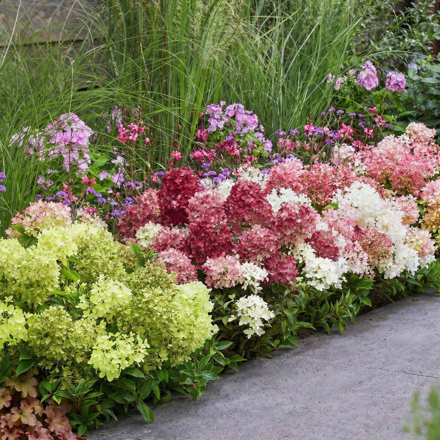 🌸 Hydrangea paniculata ‘Groundbreaker® Mix’ | Blush – Greeny – Ruby (3 Stuks)