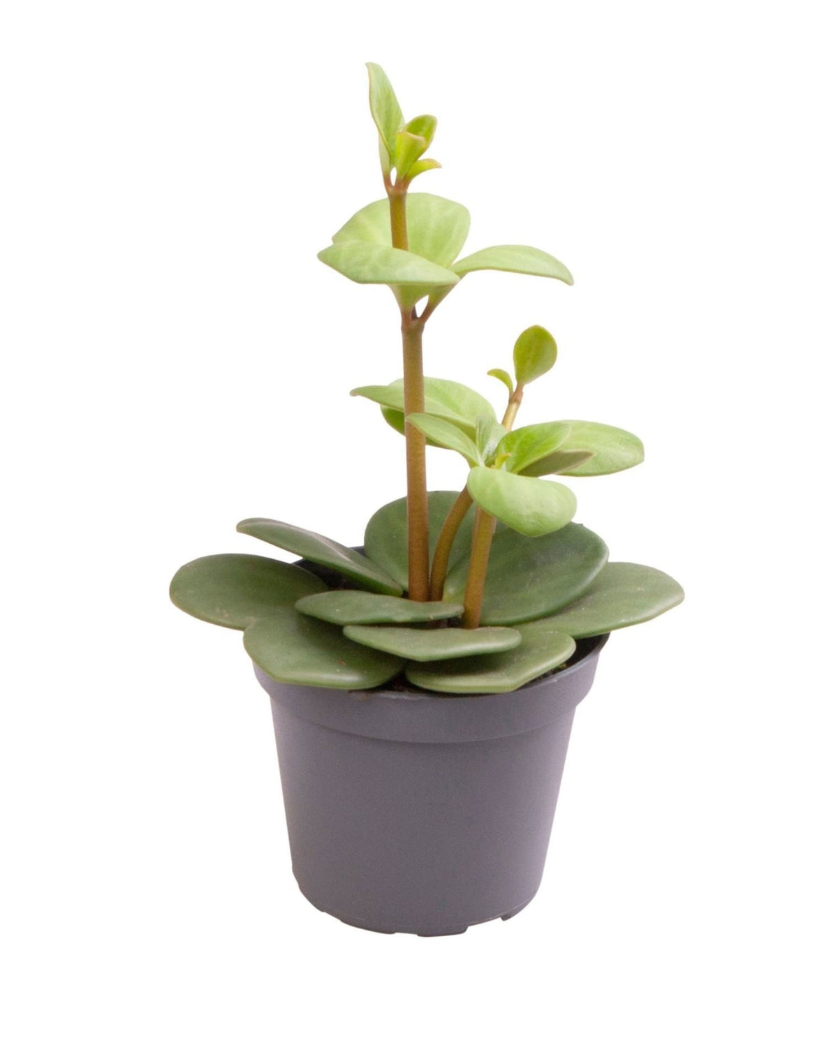 🌿 Peperomia ‘Hope’ – Groene tropische hangplant
