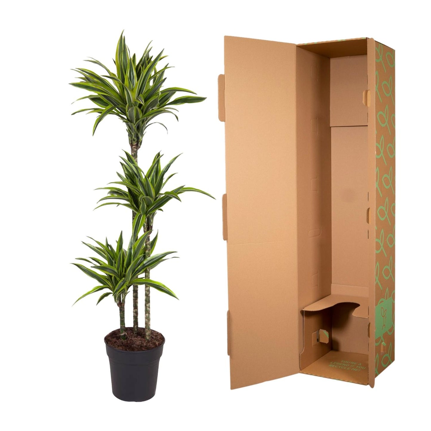 🌿 Dracaena Lemon Lime | Grote Luchtzuiverende Kamerplant