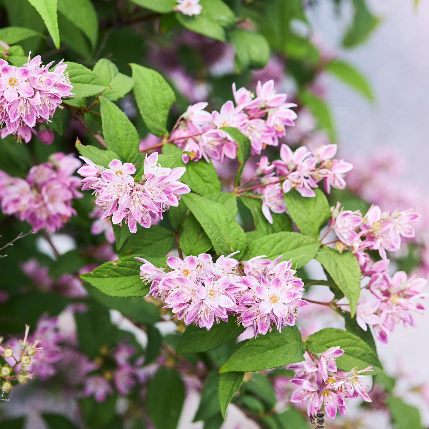 🌸 Deutzia hybrida ‘Strawberry Fields’ – Heester