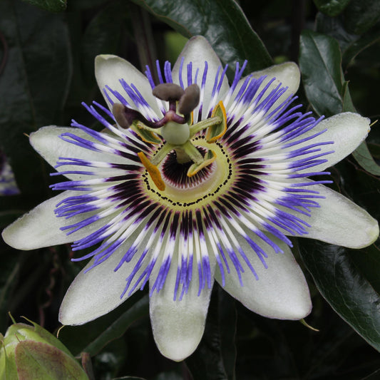 🌸 Passiflora caerulea – Ø15cm – ↕65cm – Blauwe Passiebloem