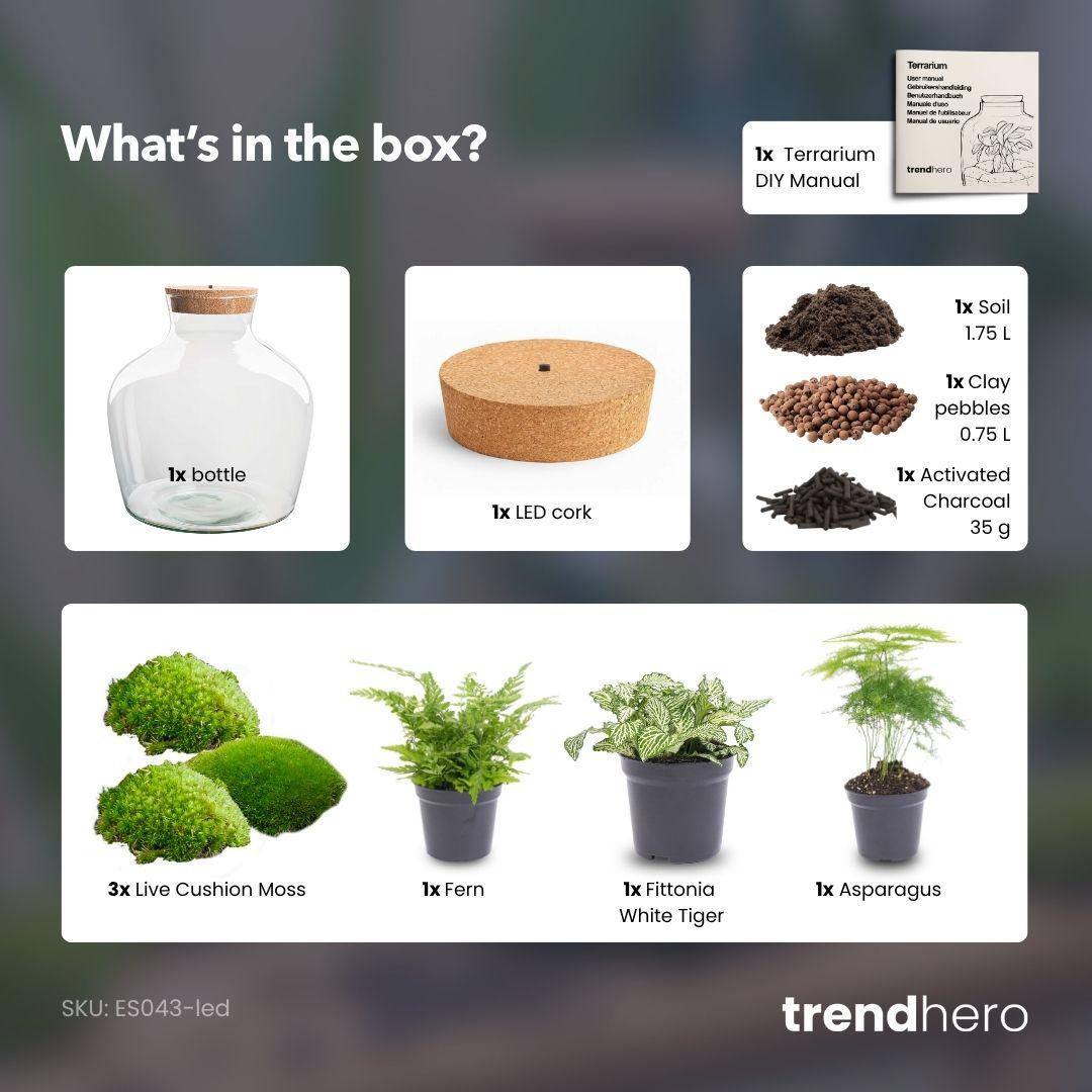 💡 DIY Plantenterrarium met Verlichting – Fat Joe Green
