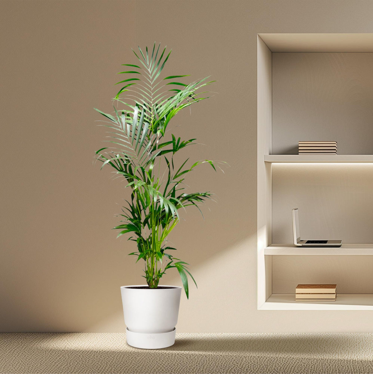 🌴 Kentia Palm – Exclusieve Tropische Kamerplant