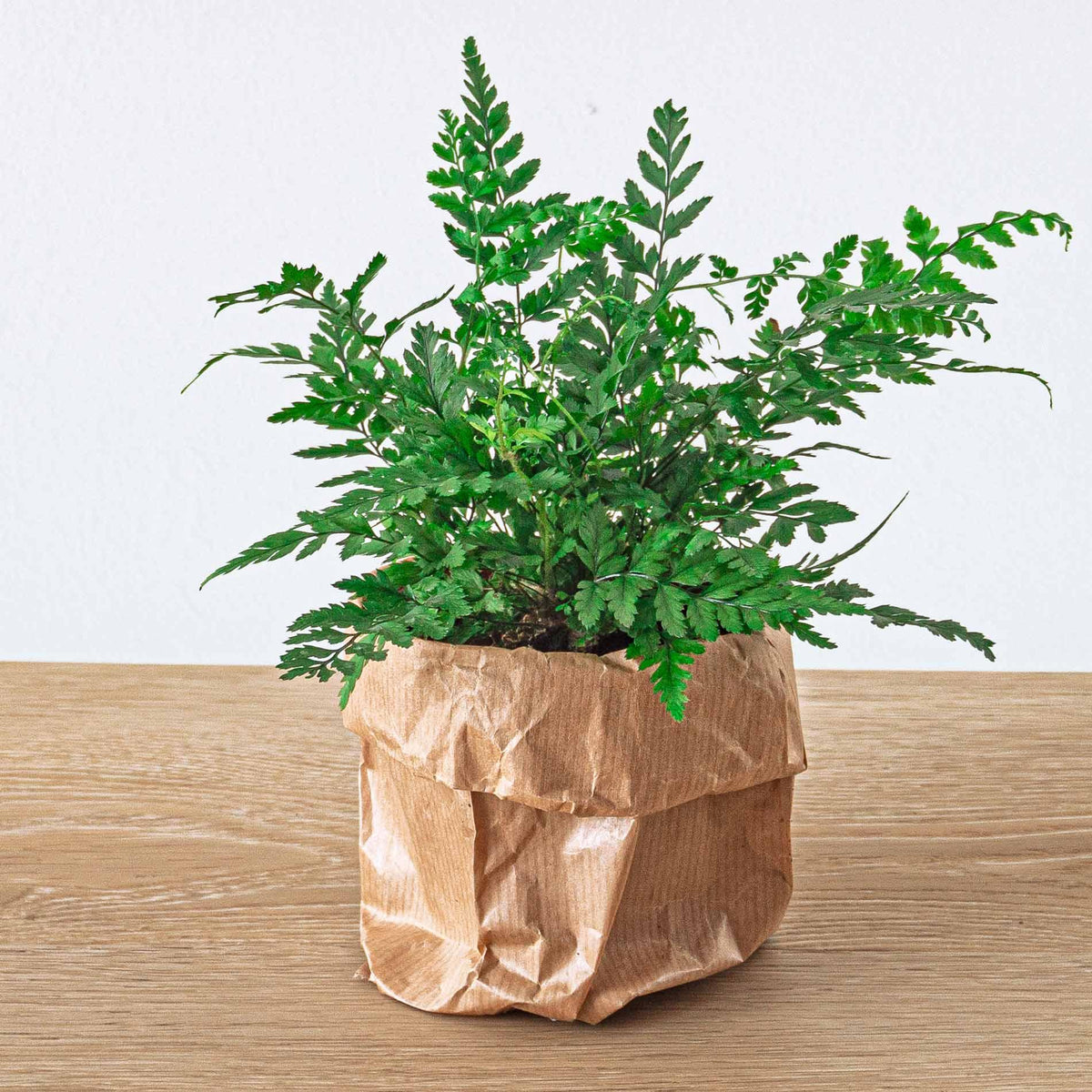 🌿 Athyrium spicatum – Varen