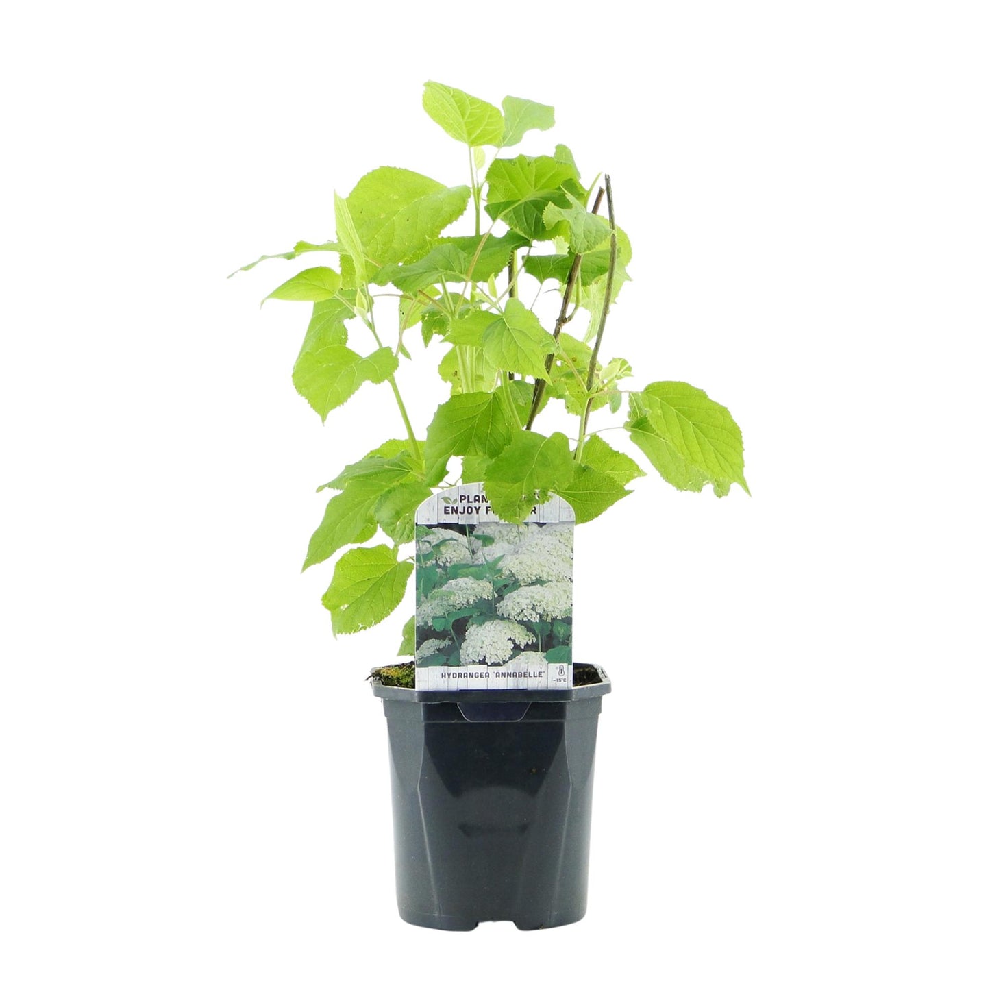 🤍 Hydrangea arborescens ‘Annabelle’ – Sneeuwbalhortensia | (3 stuks)