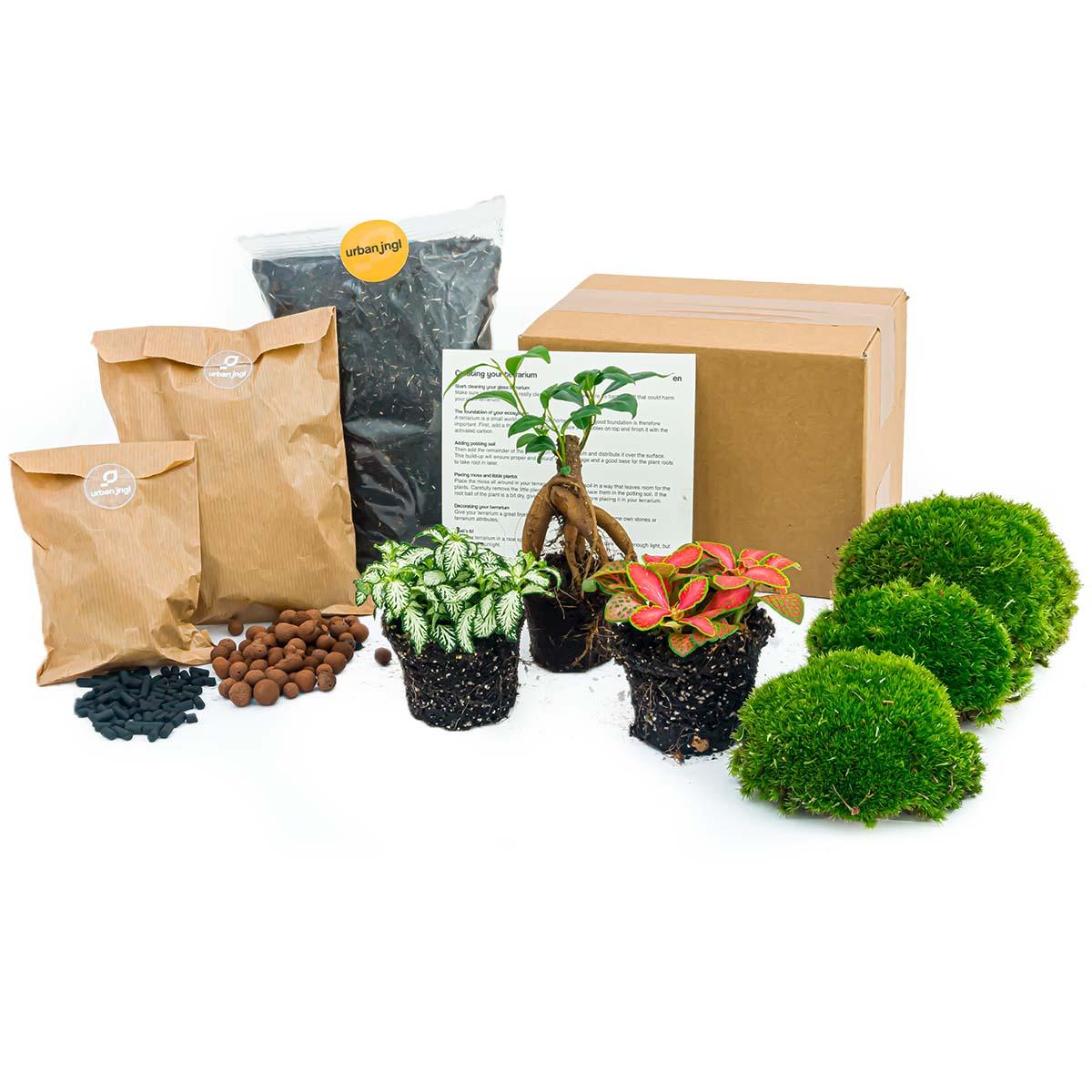 🌿Terrarium Navulling & Startpakket – Ficus Ginseng Bonsai