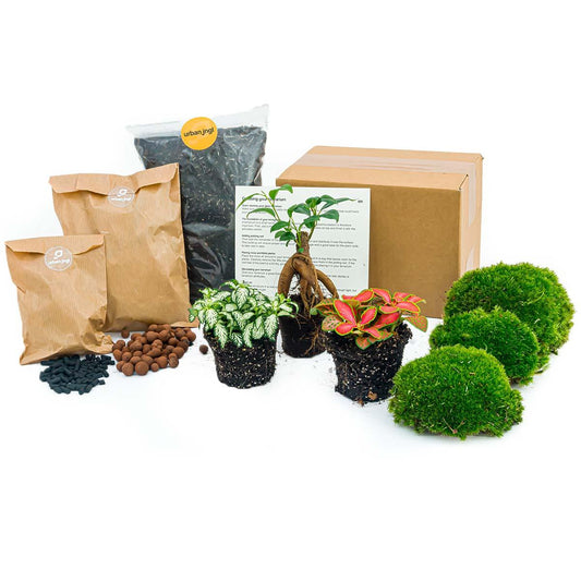 🌿Terrarium Navulling & Startpakket – Ficus Ginseng Bonsai