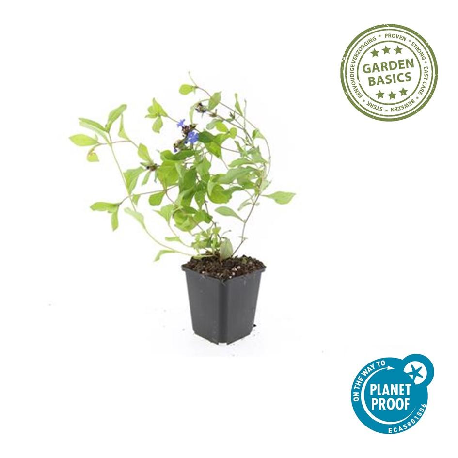 🌿 Ceratostigma plumbaginoides – Winterharde Bodembedekker met Blauwe Bloei (24 stuks)