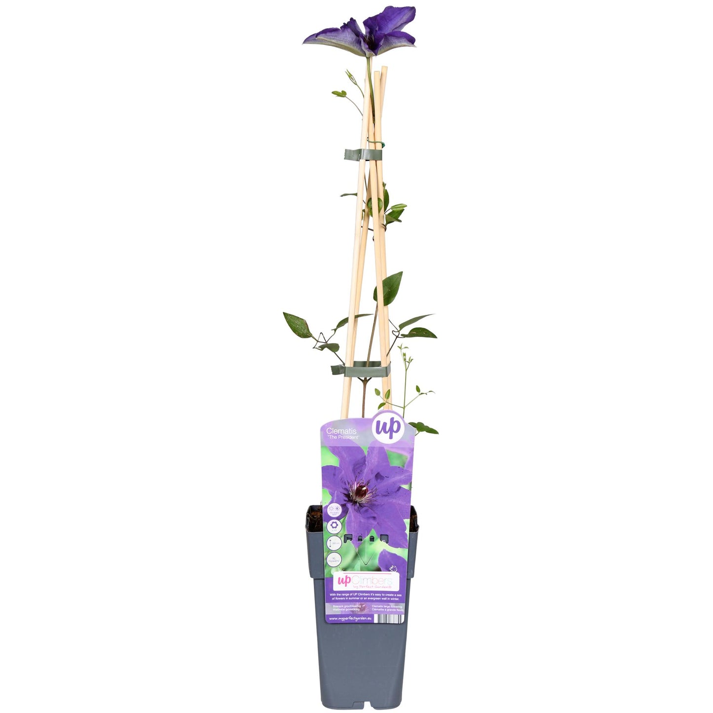 🌸 Clematis ‘The President’ – Klimplant