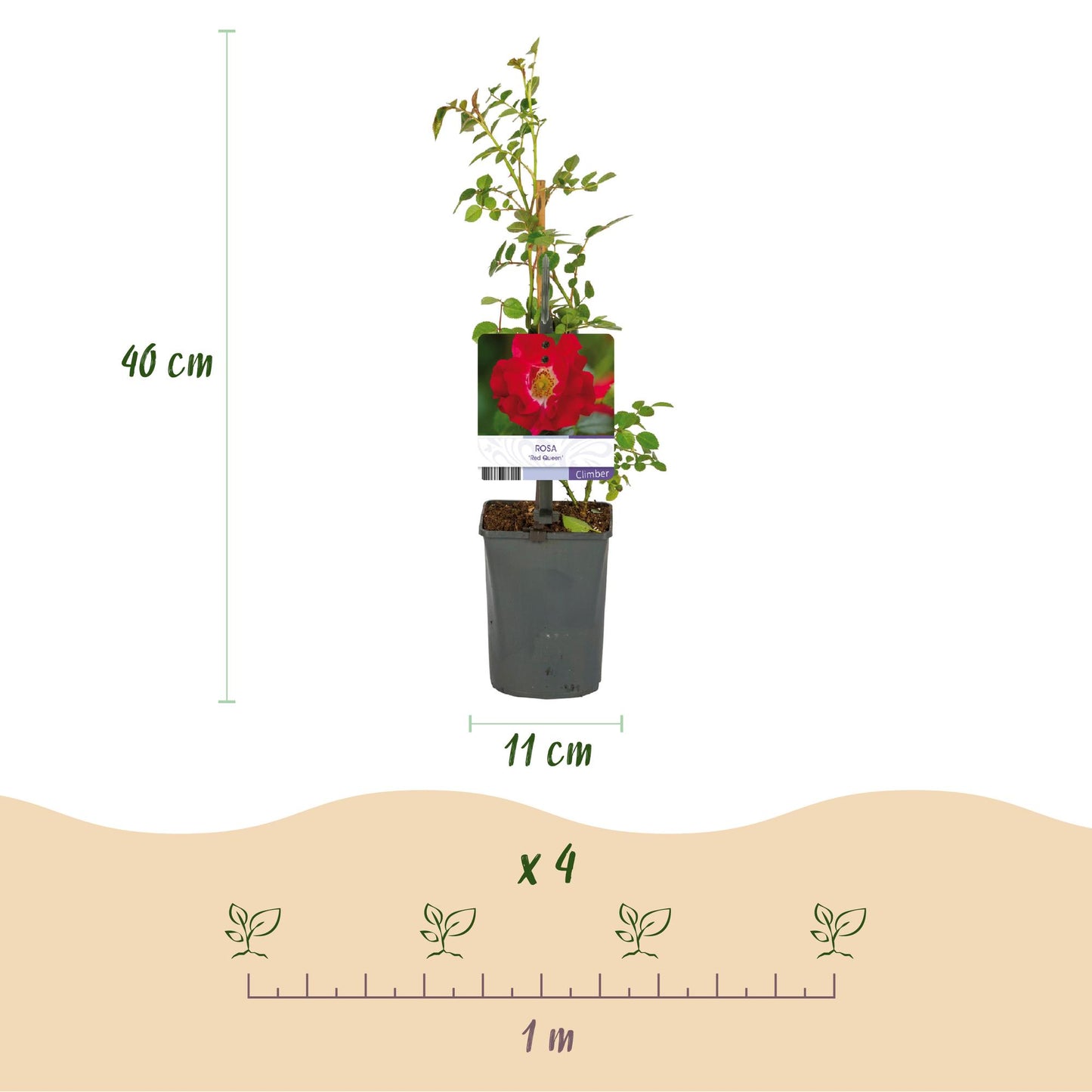 ❤️ Rosa ‘Red Queen’ – Klimroos (2 Stuks)