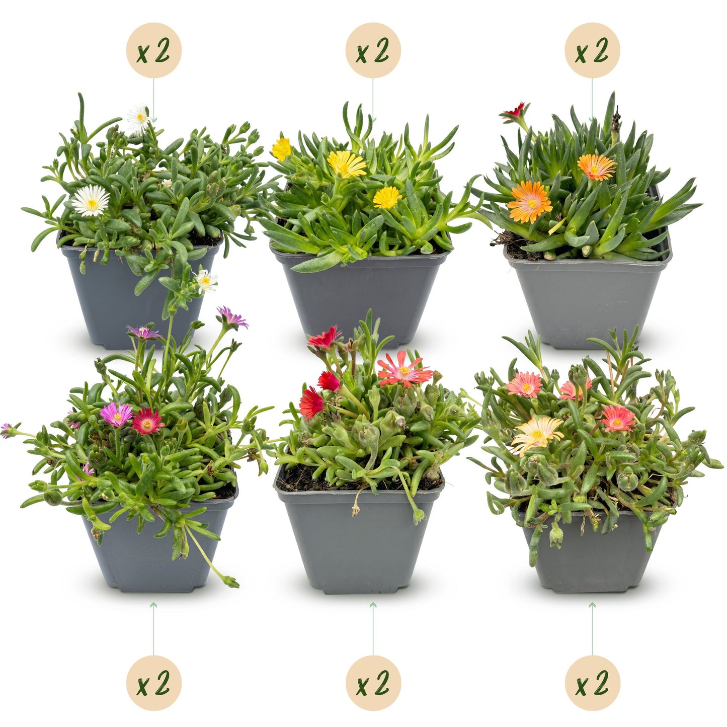 🌸 Delosperma Mix – Winterharde IJsbloemenmix | (12 stuks)