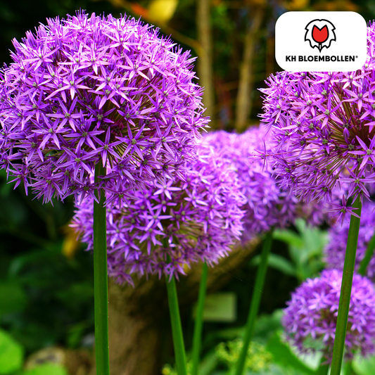 Allium ‘Globemaster’ 🌸 | 5 Bloembollen – Grote Sierui, Bijenlokker & Duurzaam