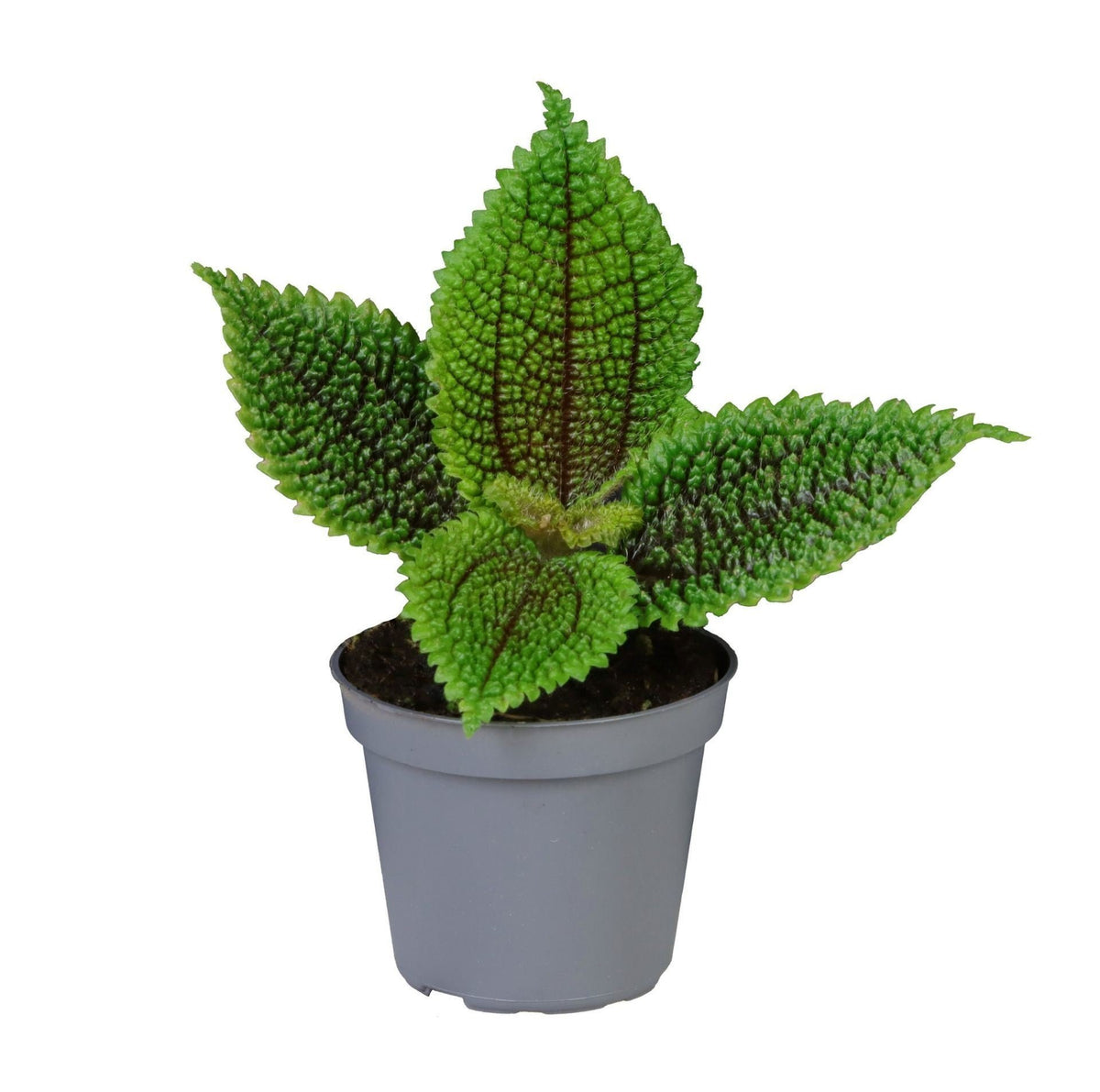🌿 Pilea involucrata ‘Moon Valley’ – Pilea met reliëfblad