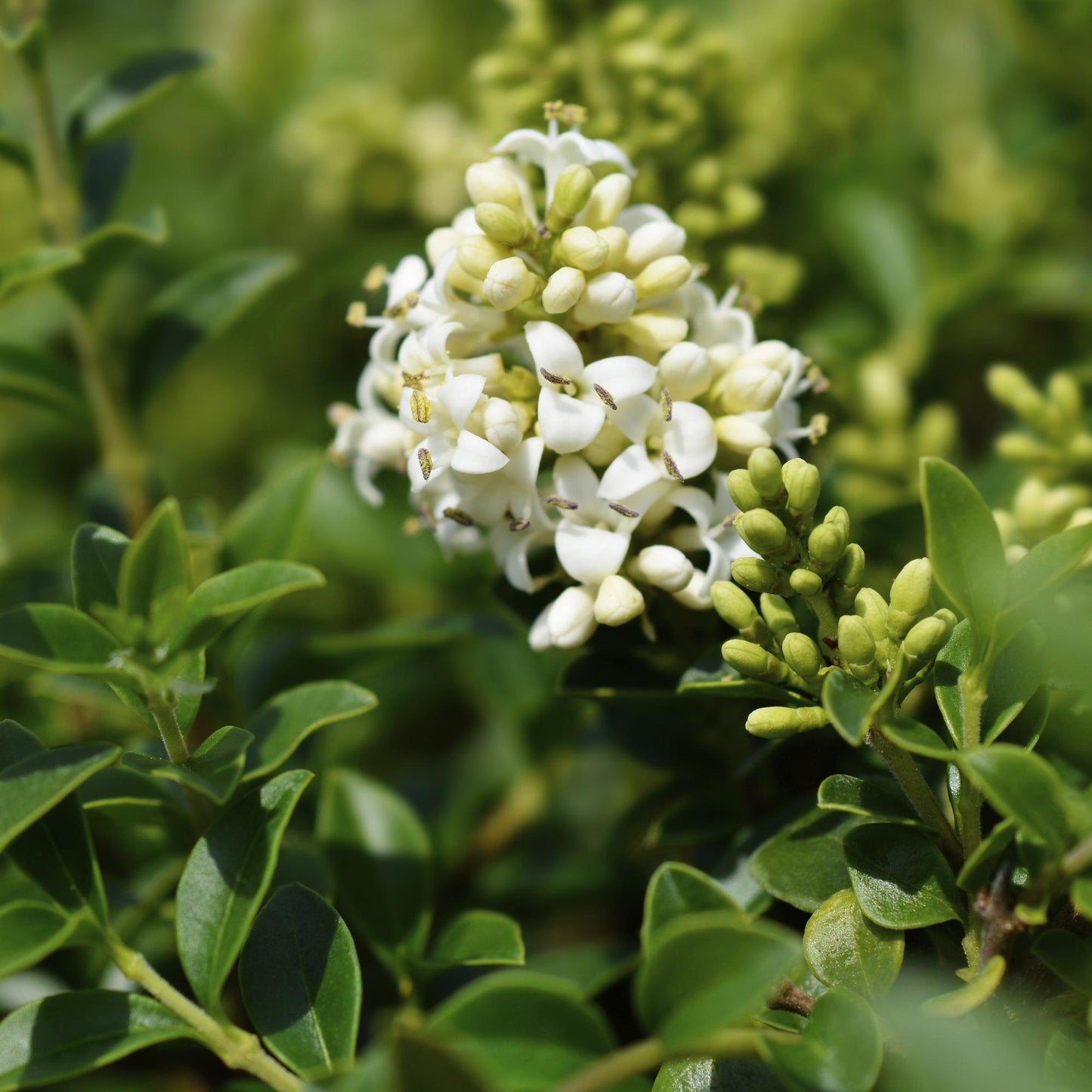 🌿 Ligustrum delavayanum – Liguster op Stam