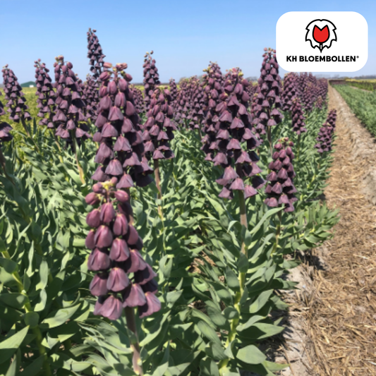 Fritillaria (Keizerskroon) ‘Purple Favorite’ 🌸 | Vorstelijk & Insectenwerend (5 stuks)