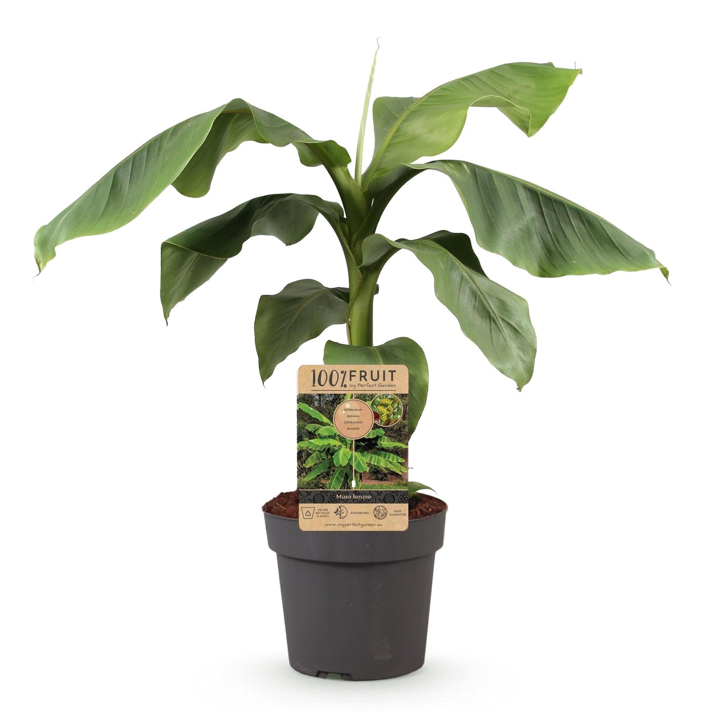 🌴 Musa basjoo – Japanse Vezelbanaan | Winterharde Bananenplant