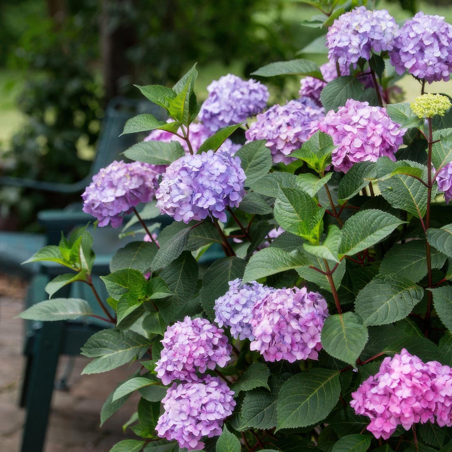 🌸 Hydrangea ‘Summer Love Purple’ | Hortensia (2 Stuks)