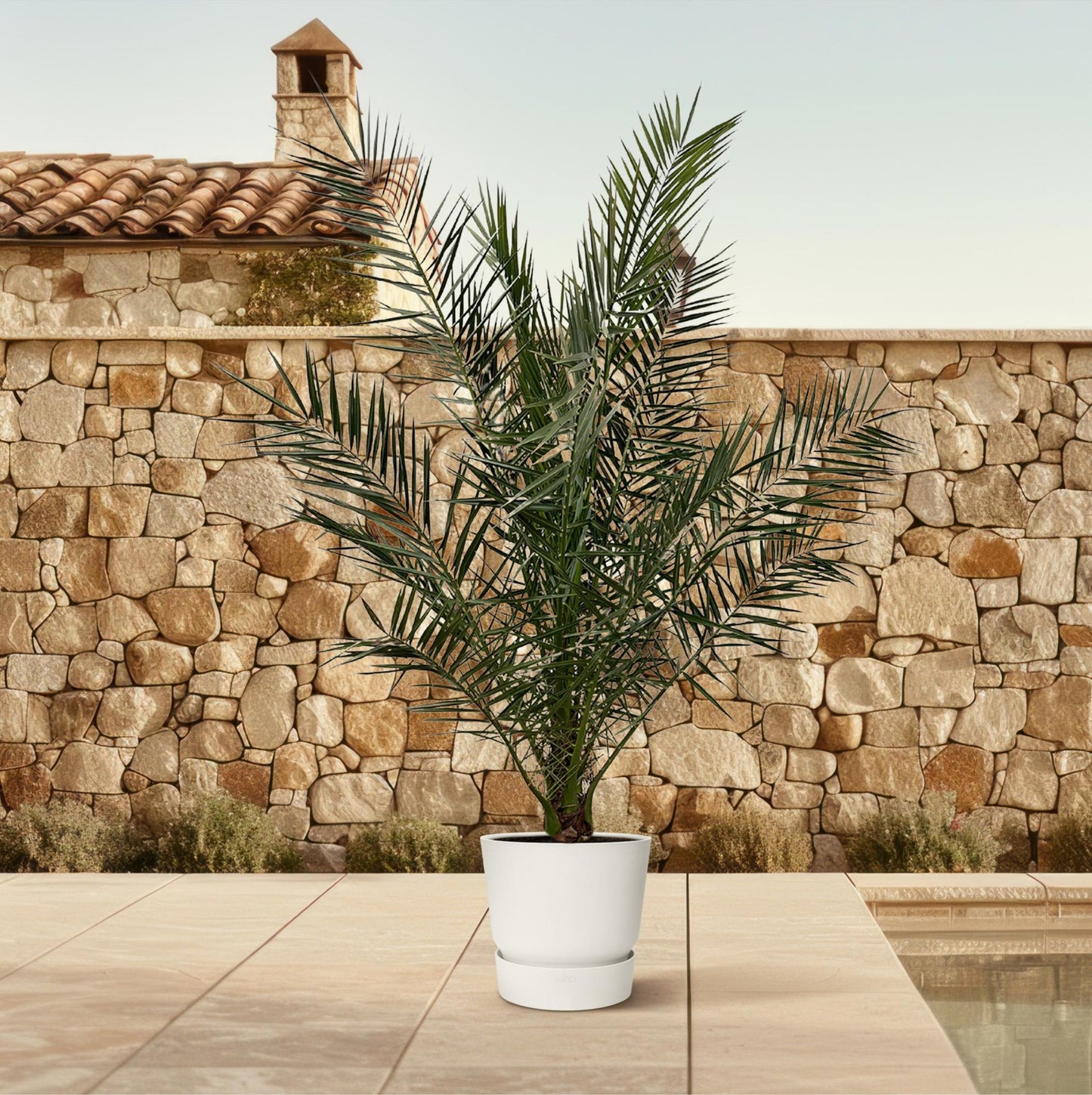 🌴 Phoenix Canariensis – Canarische Dadelpalm