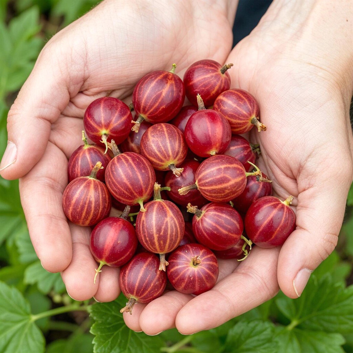 🍒 Kruisbes ‘Hinnonmäki Röd’ – Ribes uva-crispa | (3 stuks)