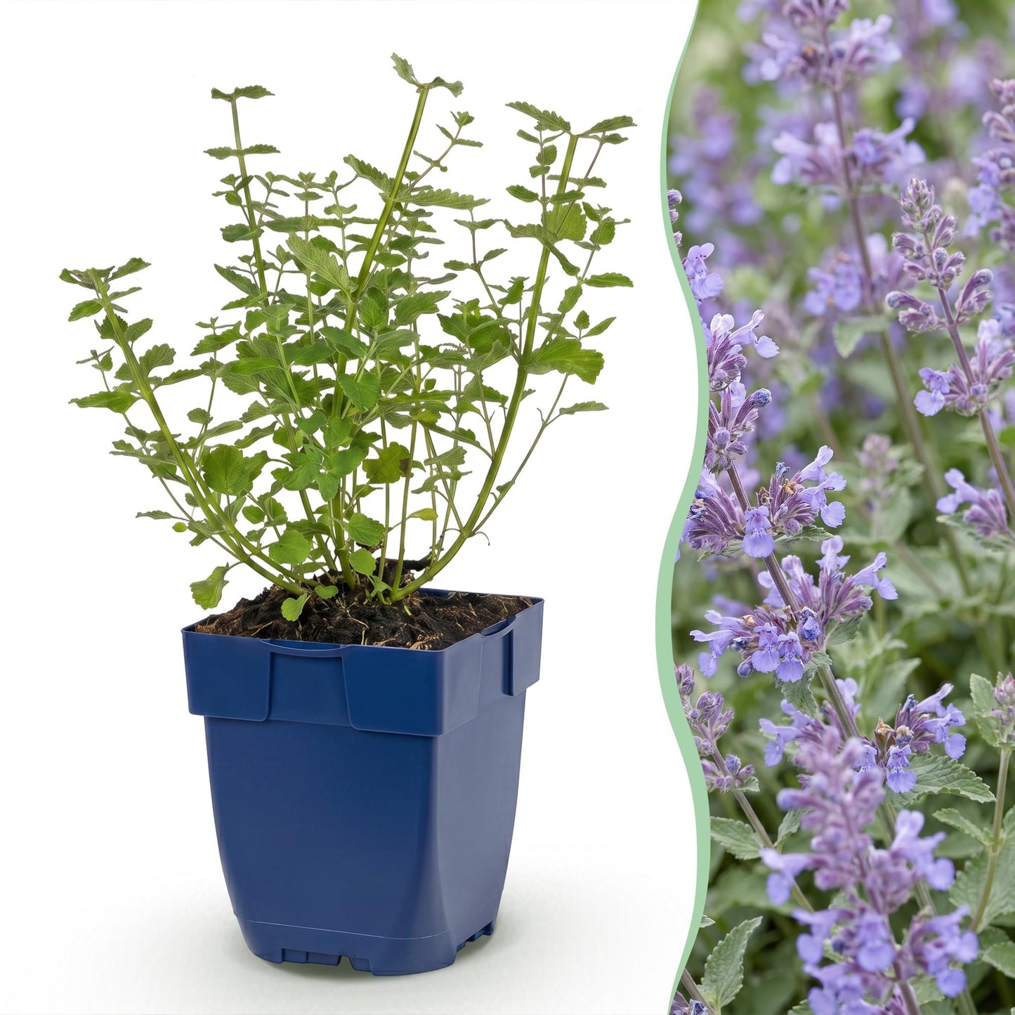 🌿 Nepeta × faassenii 'Walker's Low' – Kattenkruid | 3 stuks