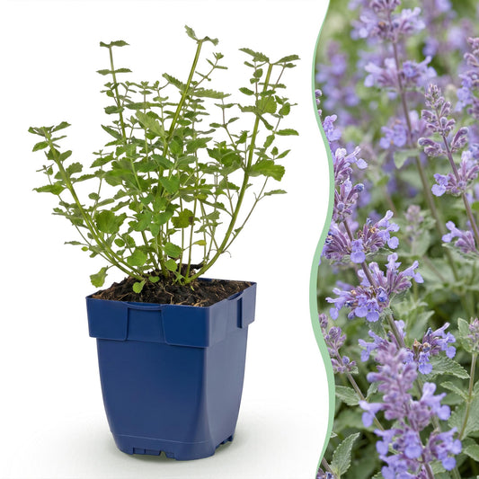 🌿 Nepeta × faassenii 'Walker's Low' – Kattenkruid | 3 stuks
