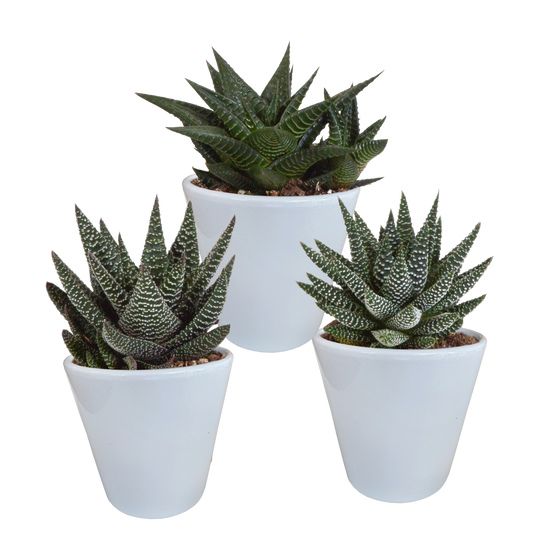 🌵 Gasteria & Haworthia Mix –  In witte pot (3 stuks)