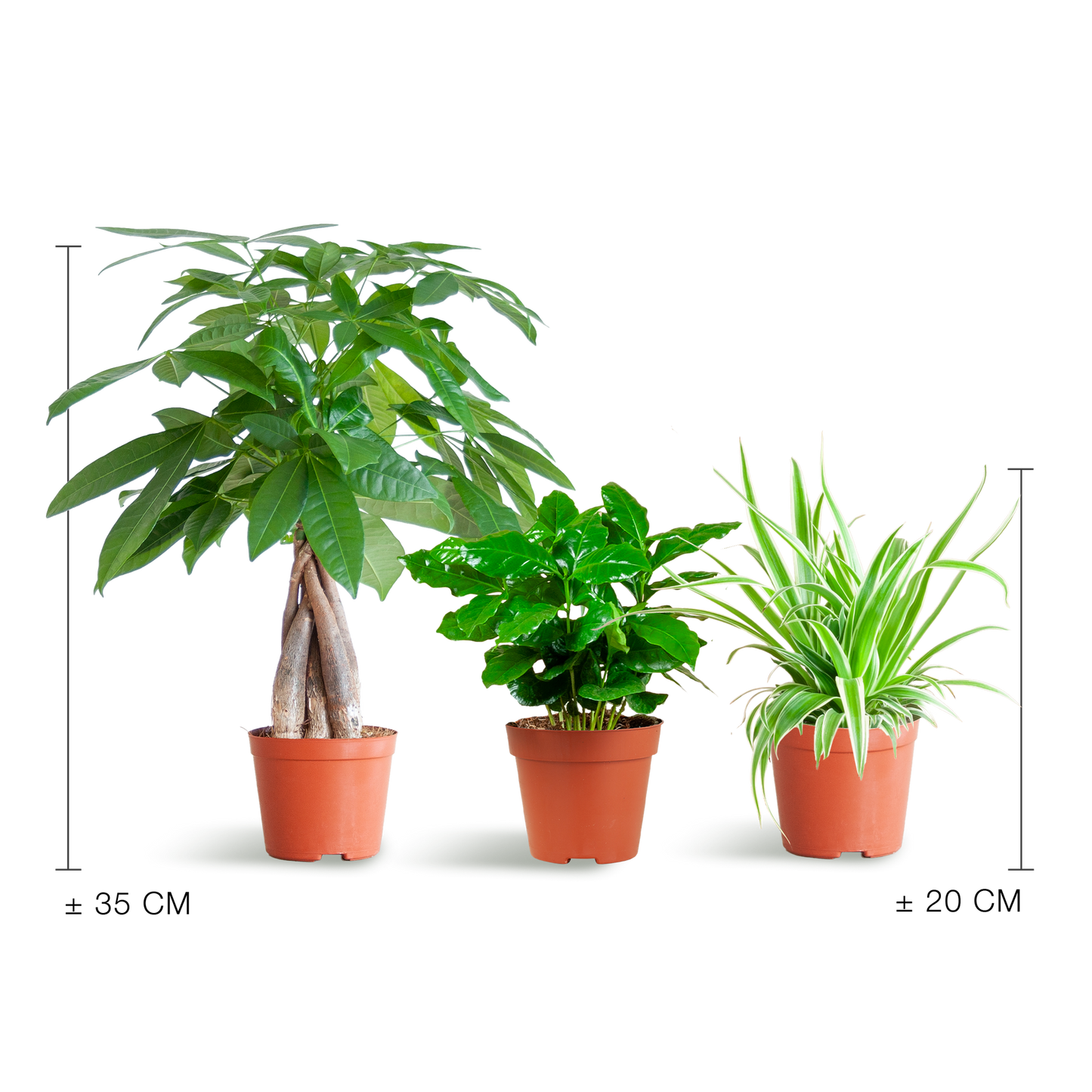 🐾 Diervriendelijke Plantenbox – Klein Zonder Sierpot (3 stuks)