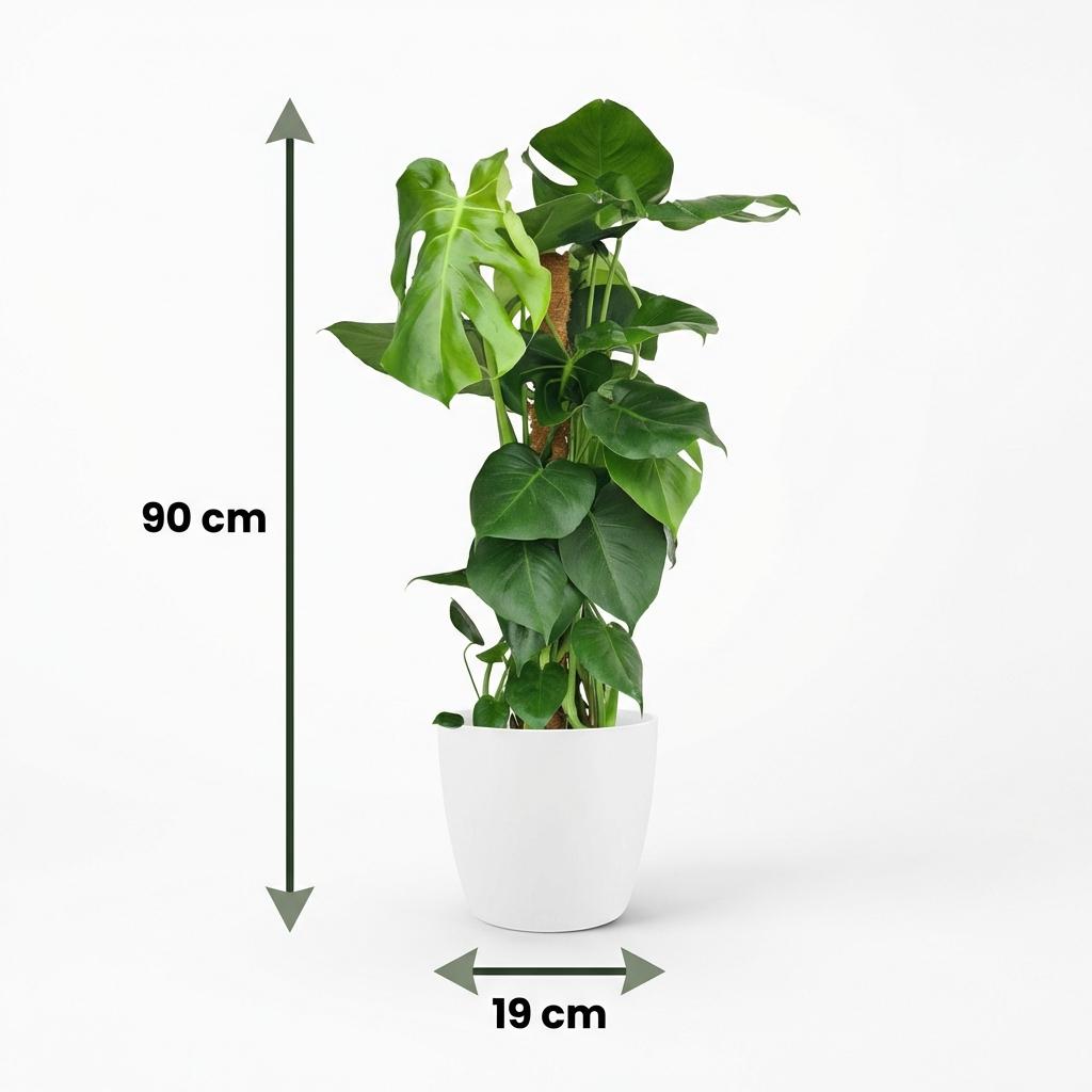 🌿 Monstera deliciosa – Gatenplant