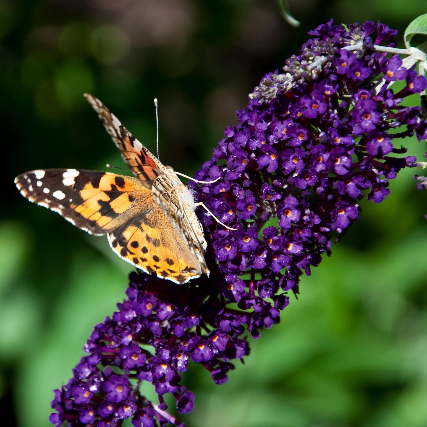 🦋 Buddleja davidii ‘Black Night’ – Paarse Vlinderstruik | (3 stuks)