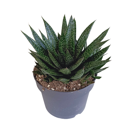 🌵 Gasteria ‘d Due’ – Compacte vetplant