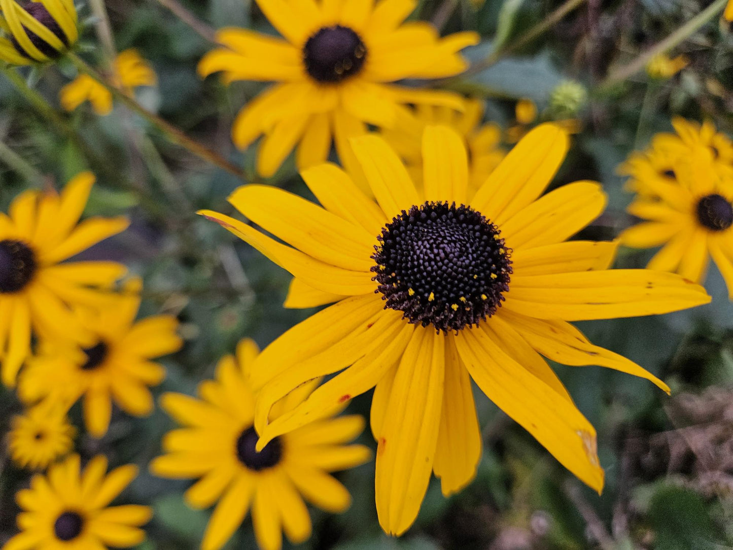 🌻 Rudbeckia fulgida ‘Goldsturm’ – Zonnehoed (6 Stuks)