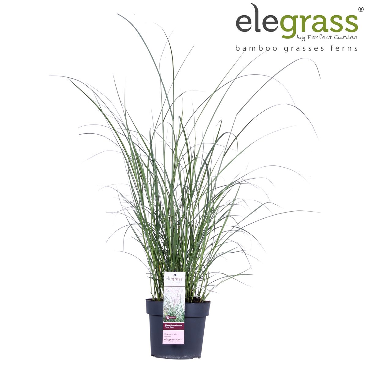 🌾 Miscanthus sinensis ‘Ferner Osten’ – Prachtsiergras met Rode Pluimen