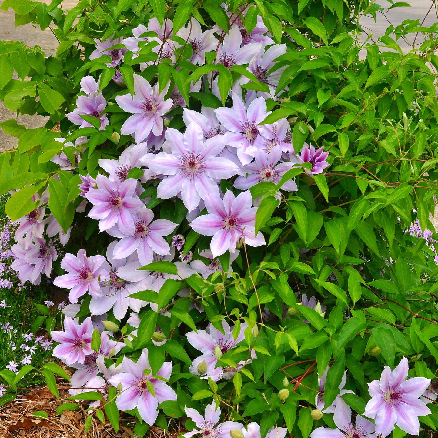 🌸 Clematis ‘Nelly Moser’ – Klimplant (2 Stuks)