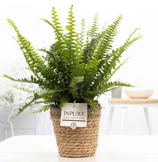 🌿 Nephrolepis Green Lady | Diervriendelijke Varen in Mand