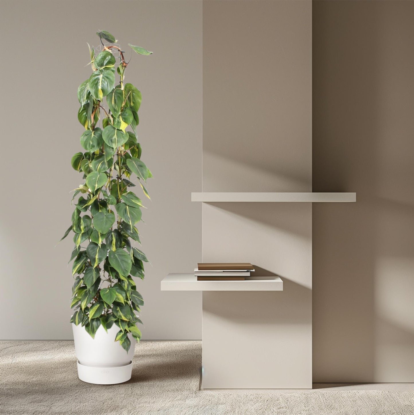 🌿 Philodendron Scandens Brasil | Grote Klimplant op Gaasrek