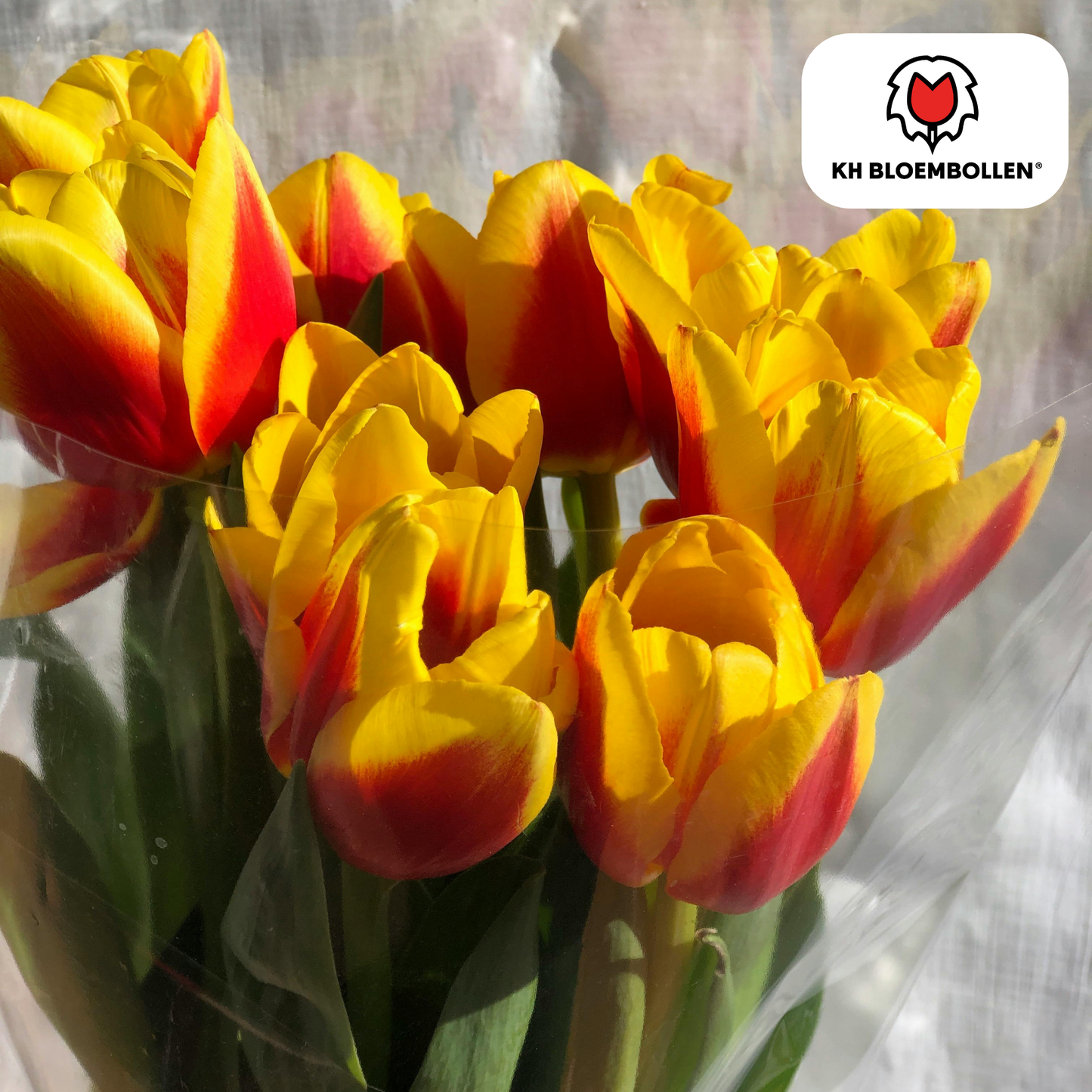 🌷 Tulpenbollen ‘Jan Seignette’ – Rood-Geel Gestreepte Tulp (20 Stuks)