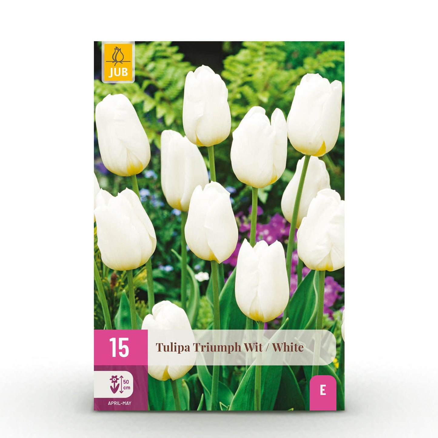🌷 Tulp Triumph White – Puur Witte Voorjaarstulp (15 stuks)