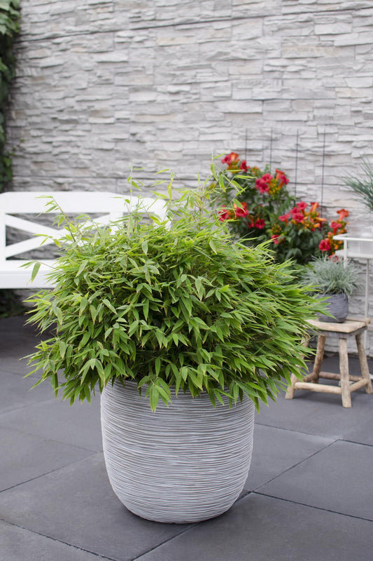 🎋 Fargesia ‘Moontears’® – Compacte Niet-woekerende Bamboe