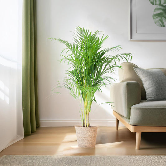 🌴 Dypsis lutescens – Areca Palm | Luchtzuiverende Goudpalm in Sofia Mand
