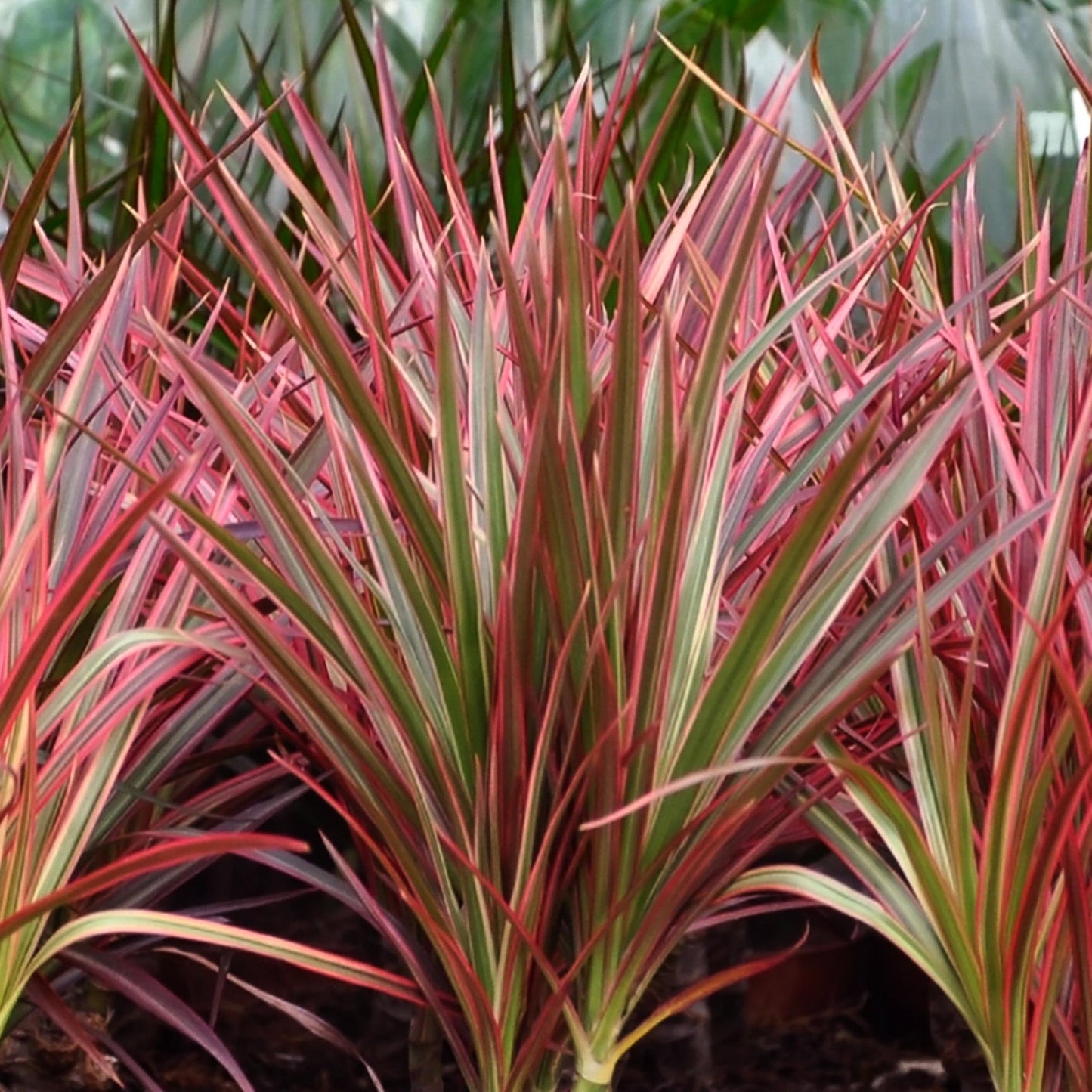 🌿 Dracaena ‘Magenta’ | Drakenbloedboom met Witte Pot (XL)