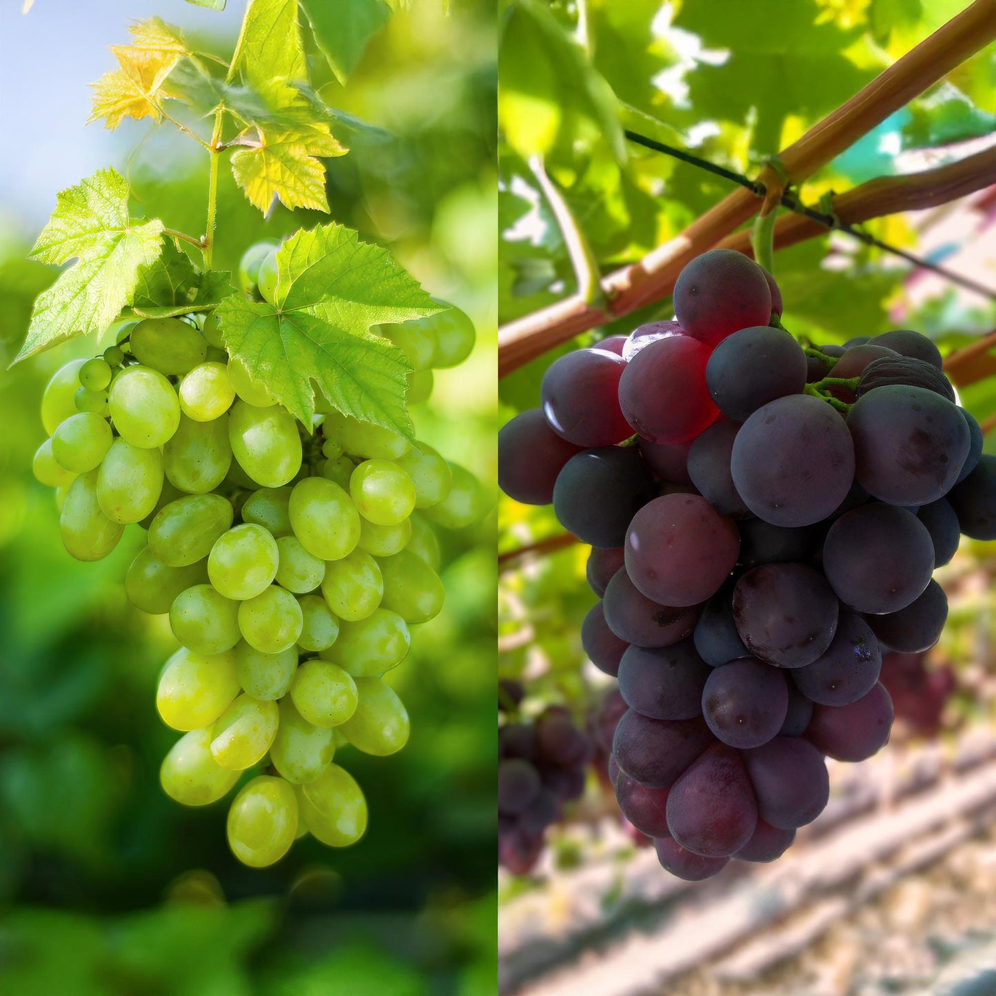 🍇 Vitis ‘Vanessa’ & ‘Himrod’ – Pitloze Druiven (2 Stuks)