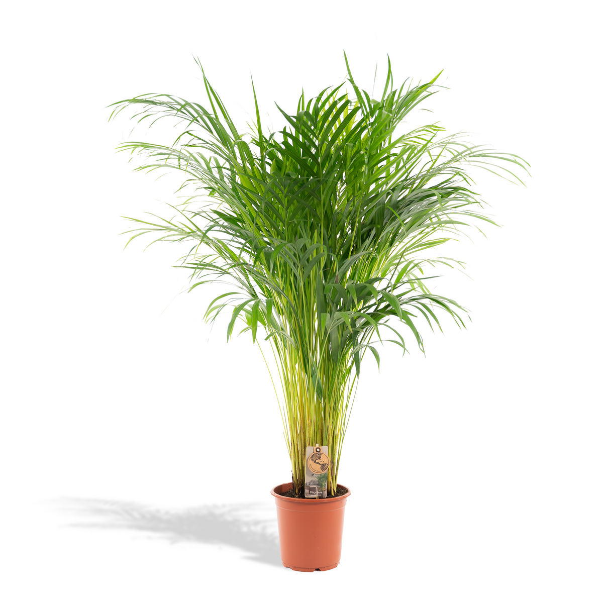 🌴 Areca Palm – Goudpalm