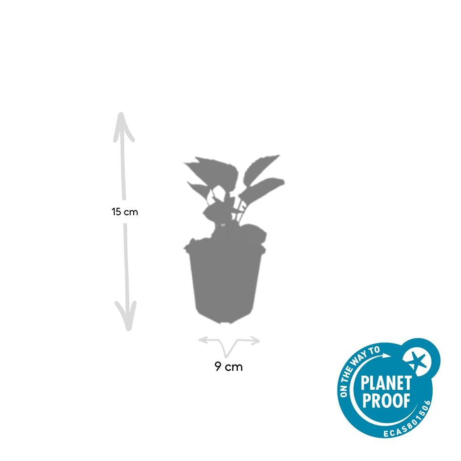 🌸 Echinacea purpurea ‘Magnus’ – Zonnehoed (6 Stuks)
