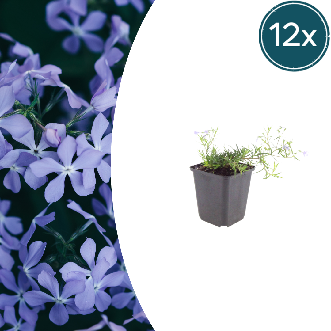 💜 Phlox subulata ‘Emerald Cushion Blue’ – Kruipphlox | (12 stuks)
