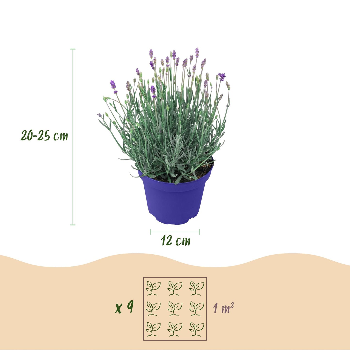 🌿 Lavandula ‘Hidcote’ | Lavendel Set (6 Stuks)