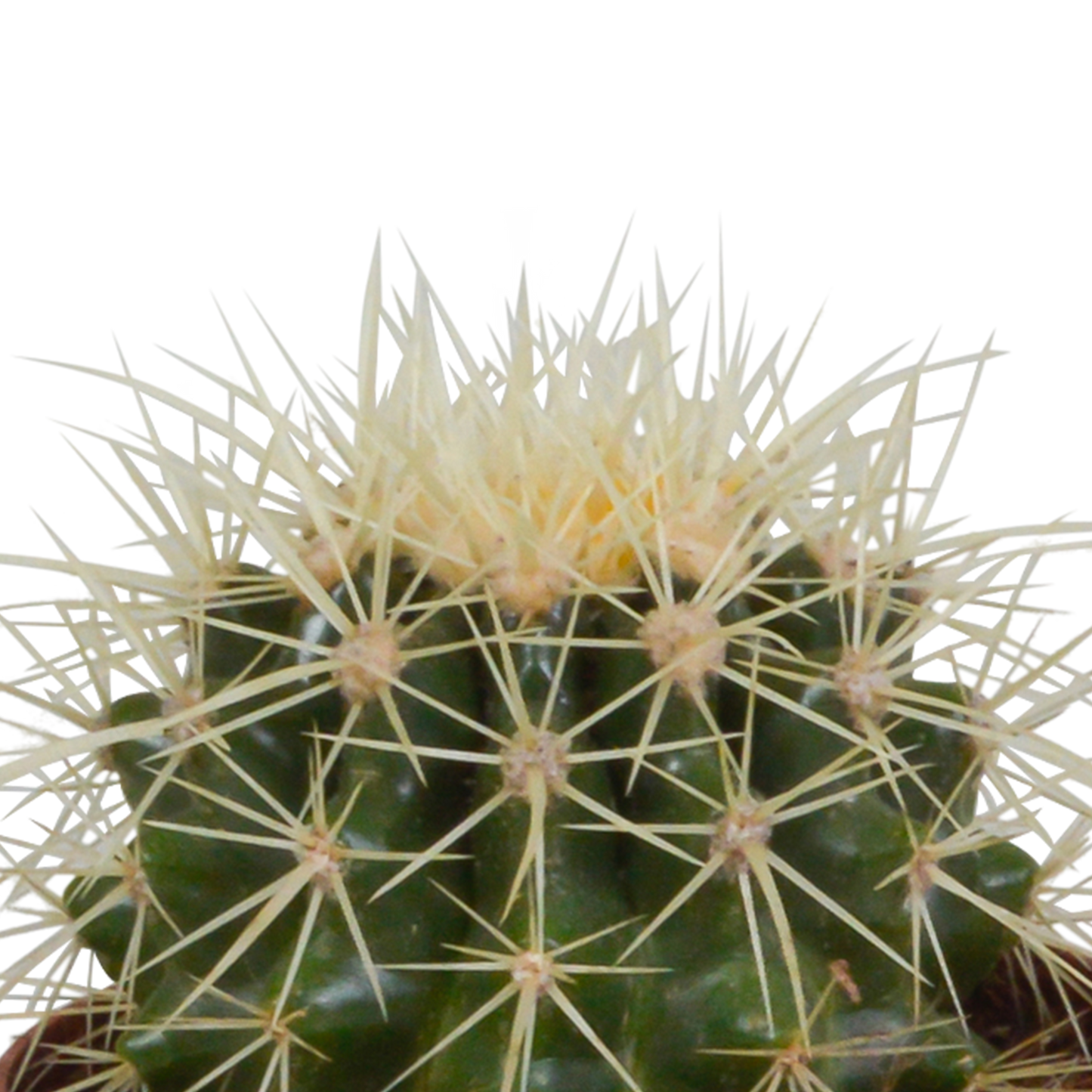 🌵 Cactus Mix –in Witte Pot (3 stuks)