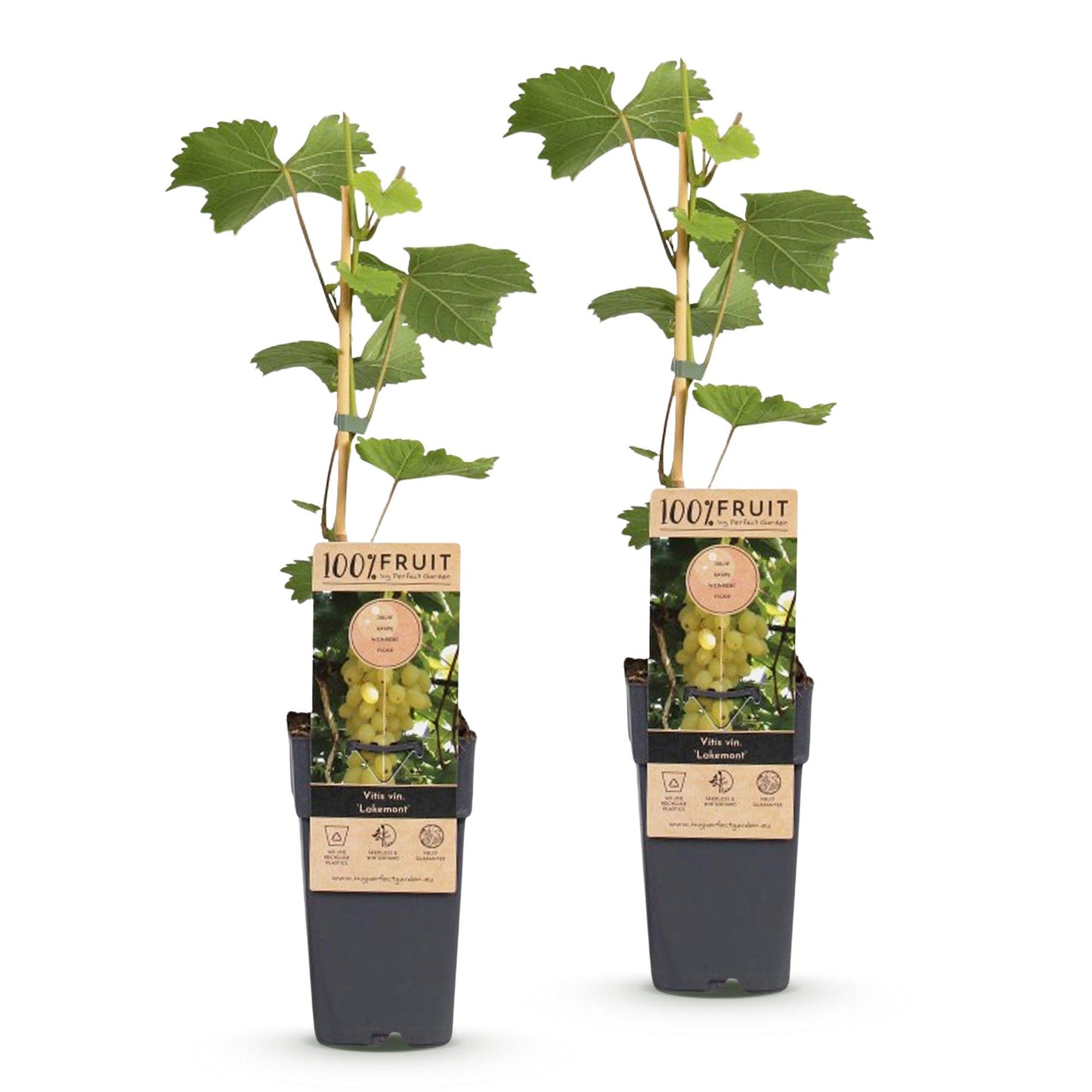 🍇 Vitis vinifera 'Lakemont' – Goudgele Pitloze Druif (2 Stuks)