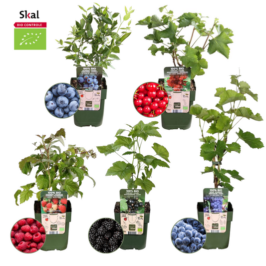 🍓 BIO Fruitplanten Mix ‘Vruchten Oase’ (5 Stuks)